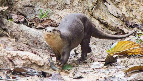 Analysing the Otters’ way of life: Why this mammal is facing an existential crisis in India