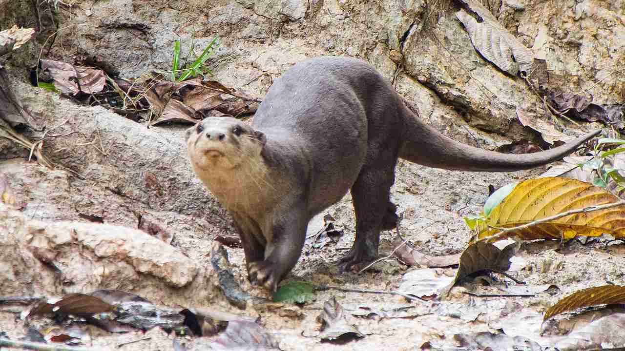 Analysing the Otters’ way of life: Why this mammal is facing an existential crisis in India Analysing the Otters’ way of life: Why this mammal is facing an existential crisis in India