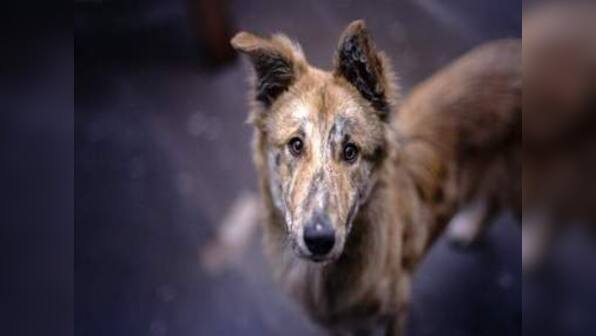 A stray dog will love the same as a pedigree dog. And it’s time to reciprocate that love with TikTok!