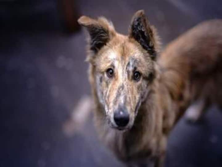 A stray dog will love the same as a pedigree dog. And it’s time to reciprocate that love with TikTok!