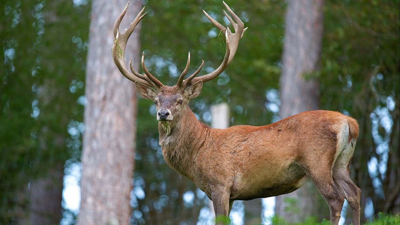 The nearest region with an abundance of red deer during this period was around 300 km away in northern Spain. Image credit: Wikipedia/Lviatour