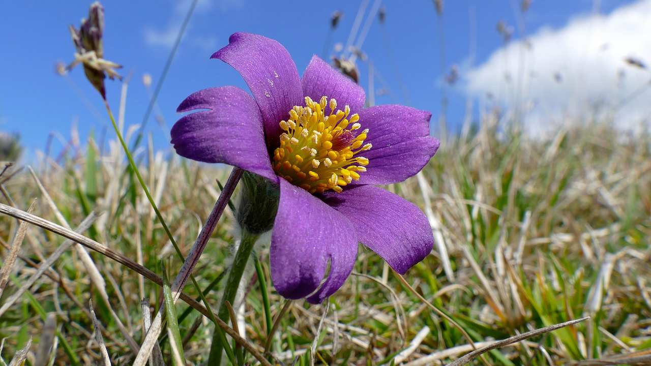 Climate change is affecting the mutual relationship between bees and flowering plants