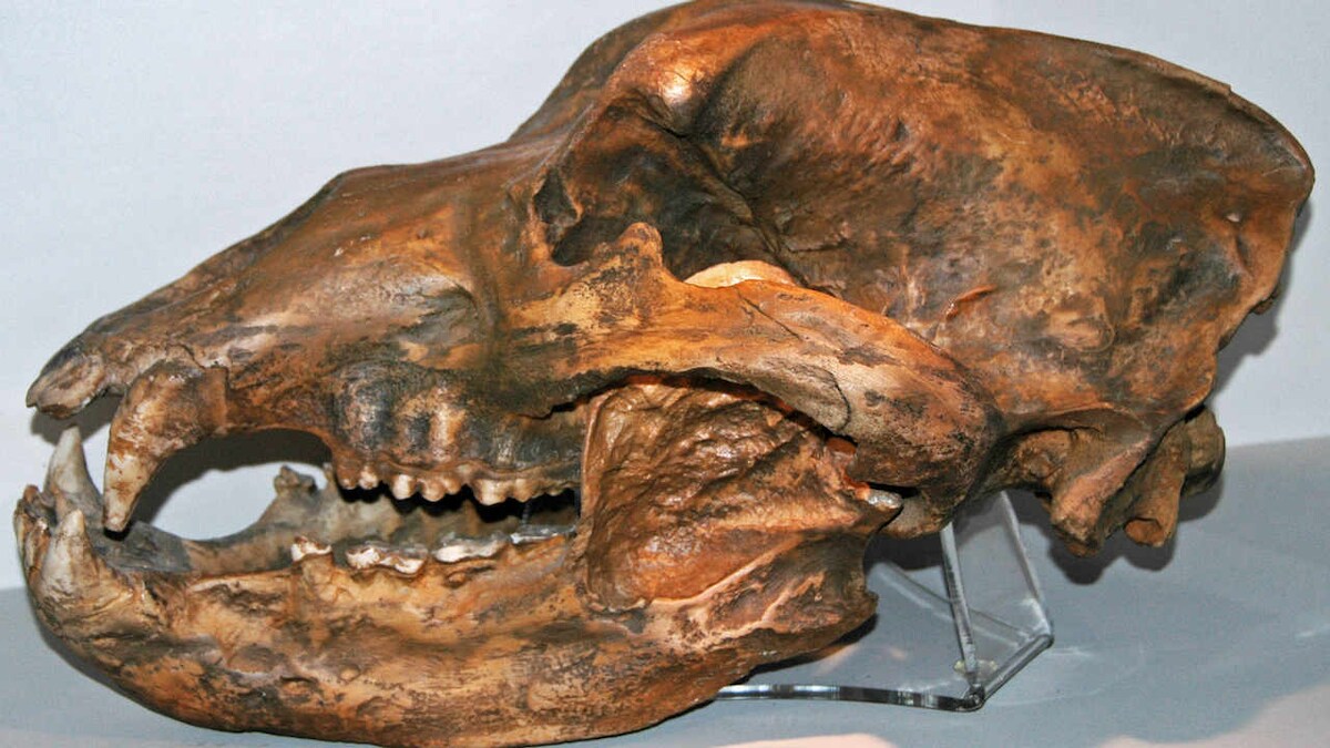 Genetic studies show that human beings lead to the extinction of the cave bear