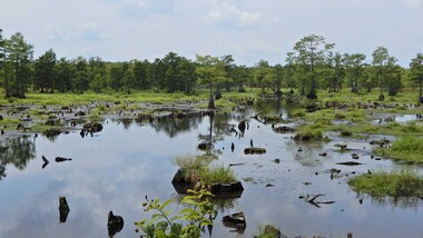 Wetlands near urban areas of Kashmir are shrinking and deteriorating due to land-use