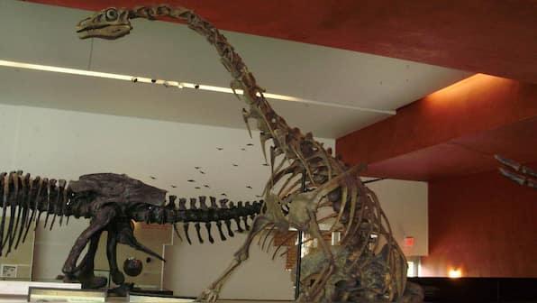 Fifteen fossilized dinosaur eggs provide clues on prehistoric parenting skills