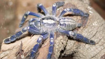 Researchers stumble across rare, critically endangered blue Tarantula in Tamil Nadu