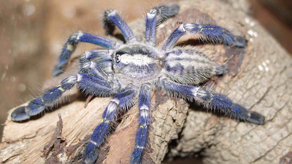 Researchers stumble across rare, critically endangered blue Tarantula in Tamil Nadu
