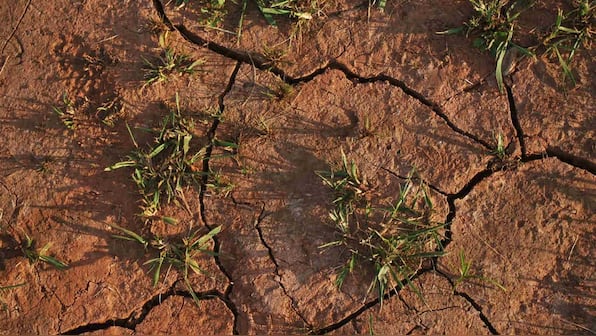 Thirty percent of India's land is degraded says Director of Env Ministry