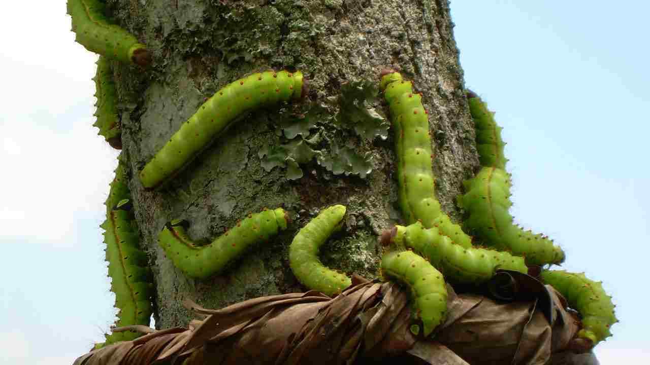A team of Muga silkworms on a tree. Image: Wikimedia Commons