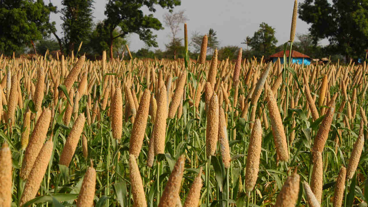 Locally sourced bajra replaces wheat as main beer ingredient in Pune
