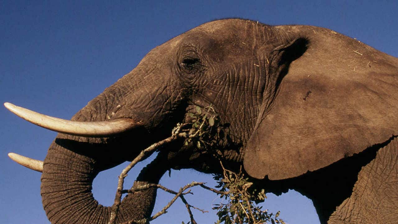 Loxodonta africana African elephant Feeding by browsing on bush Africa. Image credit: WWF