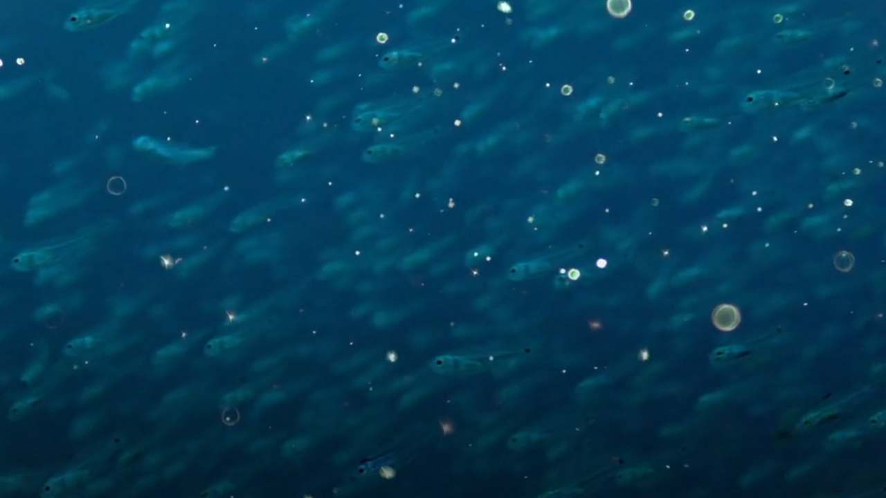 Exposure to microplastics can effect the growth of marine life, esp in coastal areas Exposure to microplastics can effect the growth of marine life, esp in coastal areas