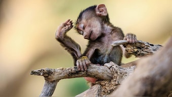 Wildlife Week 2019: Wildlife photographers that'll inspire you to pick up a camera and venture into the wild