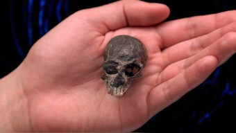 Tiny 20-million-year-old monkey skull points to primate brain areas evolving separately