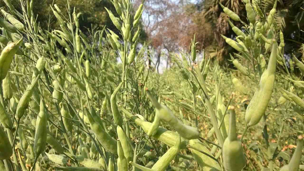 Hundreds of agri products using nanotechnology are already in Indian market without any regulation. Image: Wikimedia Commons.