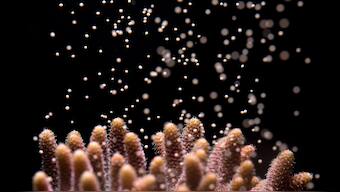Scientists induce spawning of Atlantic coral in Florida lab for the first time