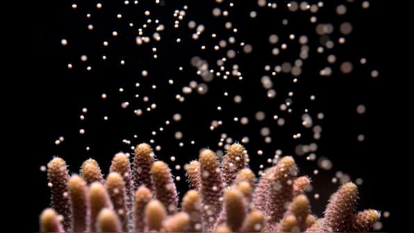Scientists induce spawning of Atlantic coral in Florida lab for the first time