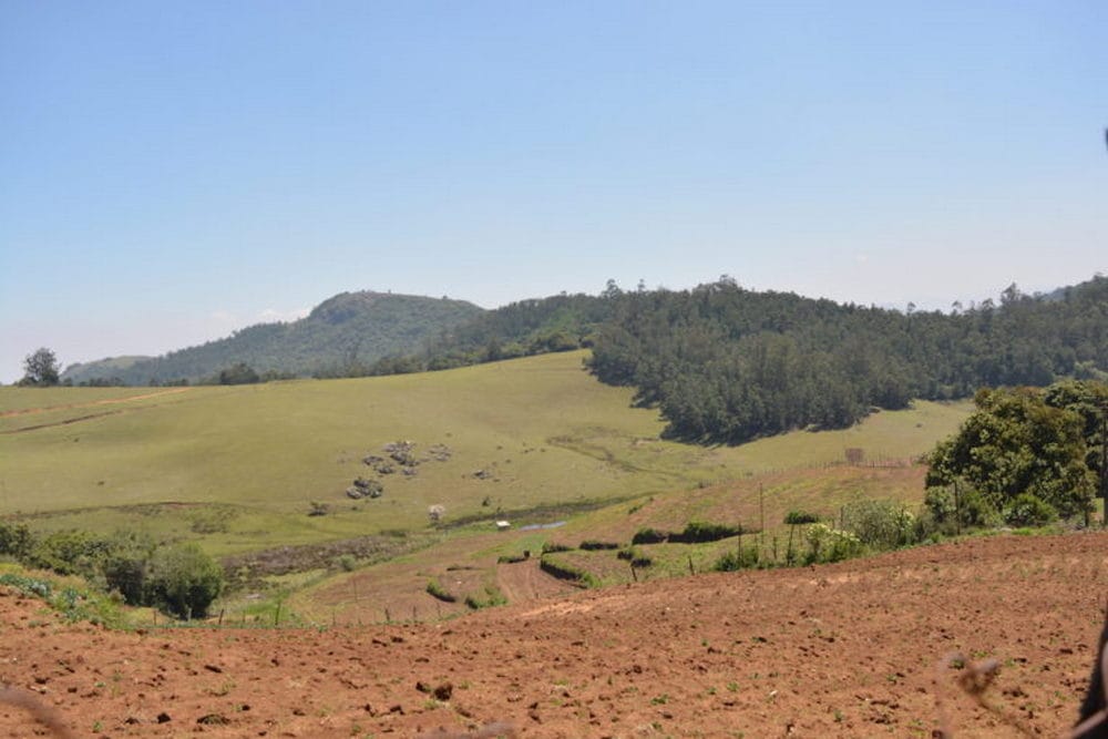 The upper Nilgiris plateau with wattle plantations on the grasslands and the shola forest in the foreground. Image credit: S. Gopikrishna Warrier / Mongabay.