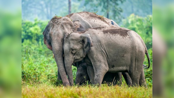World Elephant Day: Pitted against humans, pachyderms in Assam battle insensitive crowd, constraints of tiny living space