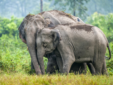 World Elephant Day: Pitted against humans, pachyderms in Assam battle insensitive crowd, constraints of tiny living space World Elephant Day: Pitted against humans, pachyderms in Assam battle insensitive crowd, constraints of tiny living space