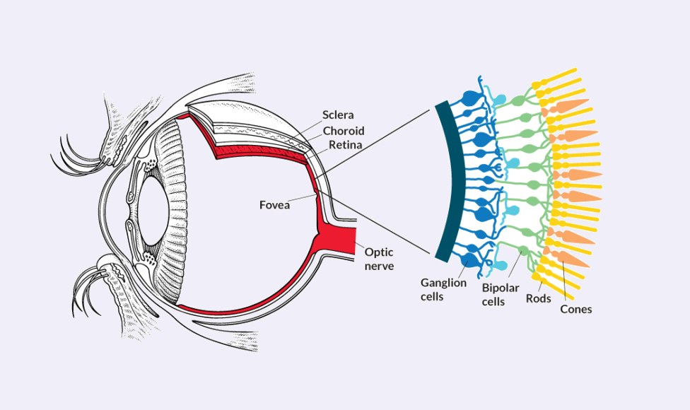 The two-cell diagram of the kinds of photosensitive cells in the retina needs an update! 