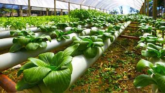 Nanotechnology promises less damage, better benefits for agricultural produce