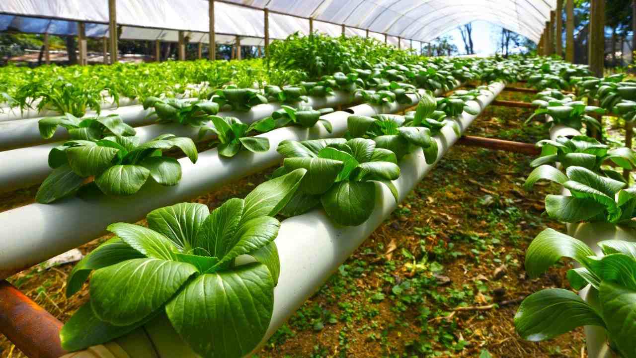Nanotechnology promises less damage, better benefits for agricultural produce Nanotechnology promises less damage, better benefits for agricultural produce