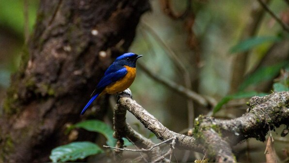 Population of insect-eating bird drops heavily in extracted Himalayan oak forests