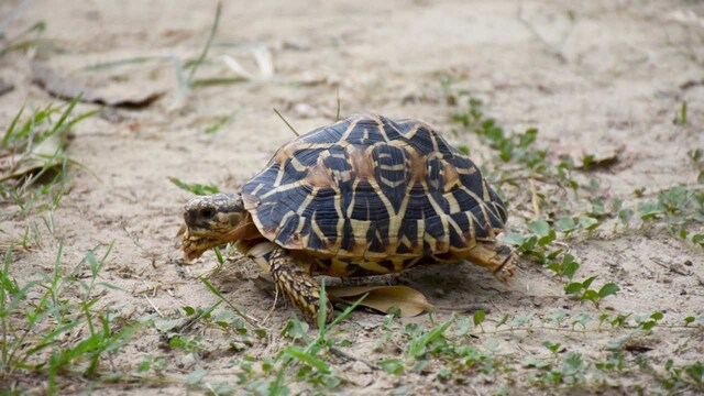 Endangered Indian Star Tortoise gets bumped up to higher protection status: Report Endangered Indian Star Tortoise gets bumped up to higher protection status: Report