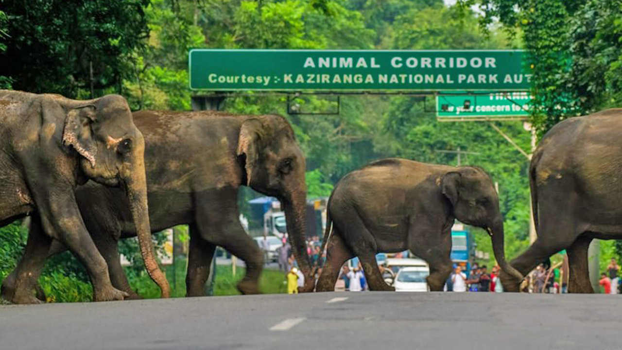 Artificial highlands in Assam's Kaziranga aren't a ‘real’ solve for protecting the ecosystem Artificial highlands in Assam's Kaziranga aren't a ‘real’ solve for protecting the ecosystem