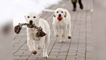 From Ajaxi and Thunder to Quarmy and Bhim: A look at the dogs who give their all to protect humans