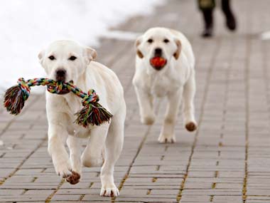 From Ajaxi and Thunder to Quarmy and Bhim: A look at the dogs who give their all to protect humans From Ajaxi and Thunder to Quarmy and Bhim: A look at the dogs who give their all to protect humans