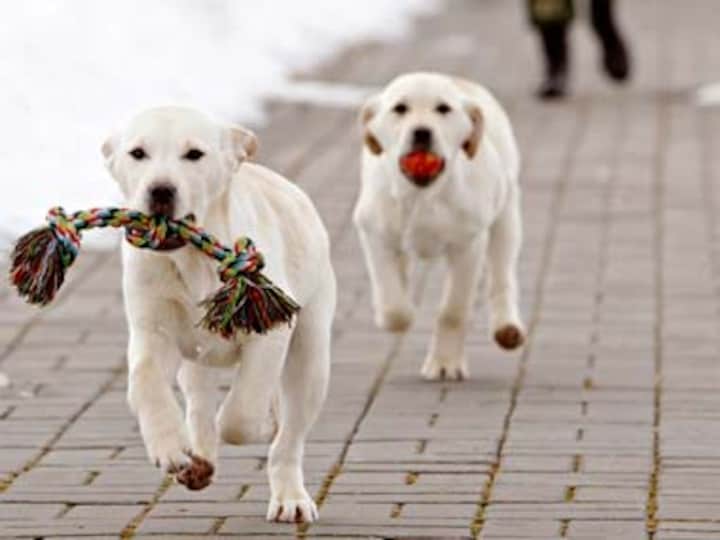 From Ajaxi and Thunder to Quarmy and Bhim: A look at the dogs who give their all to protect humans