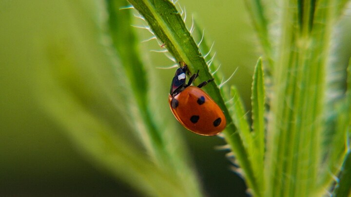Google expands bug bounty program to include the most popular apps on the Play Store