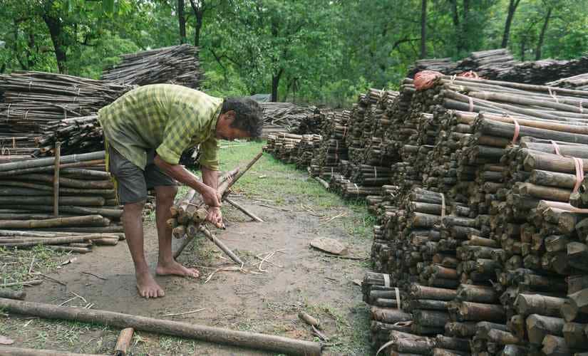 Under the Panchayats (Extension to Scheduled Area) Act, Gram Sabhas are allowed to auction non-timber produce from forests such as bamboo, tendu and mahua, however, this has resulted in loss of revenue because Gram Sabhas are strugglig to get a good bargain for their produce. Image courtesy: Shone Satheesh