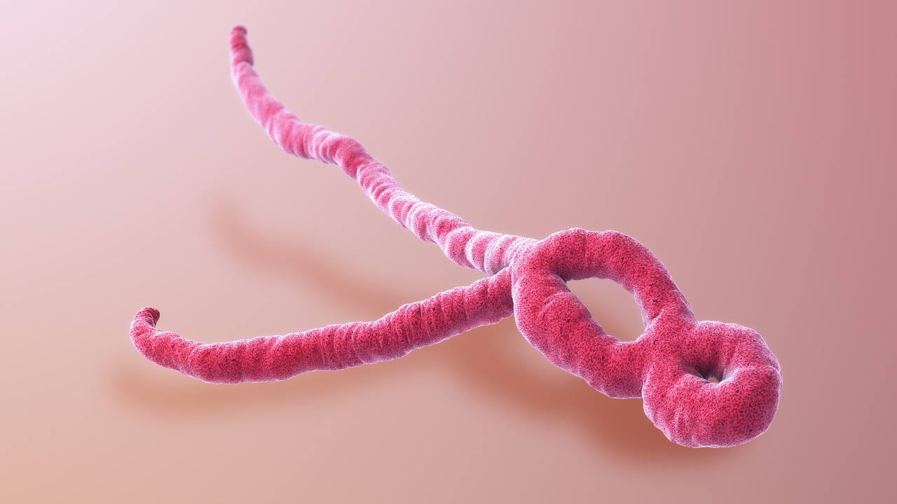A 3D medical animation still of Ebola Virus. Image credit: Wikipedia 