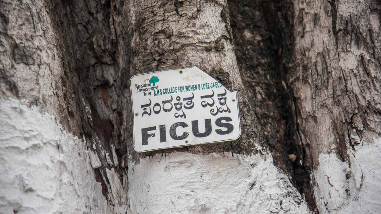 69 percent of these species observed at the sacred sites were native. Peepal (Ficus religiosa) and neem (Azadirachta indica) trees occurred frequently in the sacred sites followed by doob grass (Cynodon dactylon). Image credit: Steevez Rodriguez/PEP Collective.