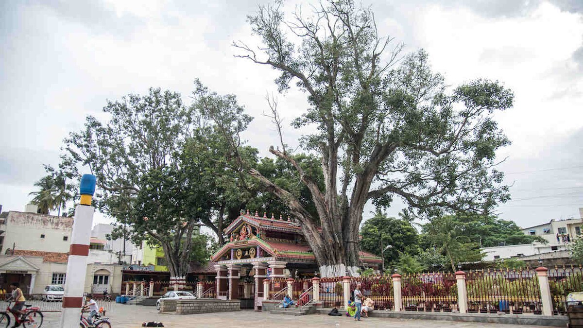 Sacred sites in Bengaluru: Where heritage helps conserve biodiversity