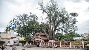Sacred sites in Bengaluru: Where heritage helps conserve biodiversity