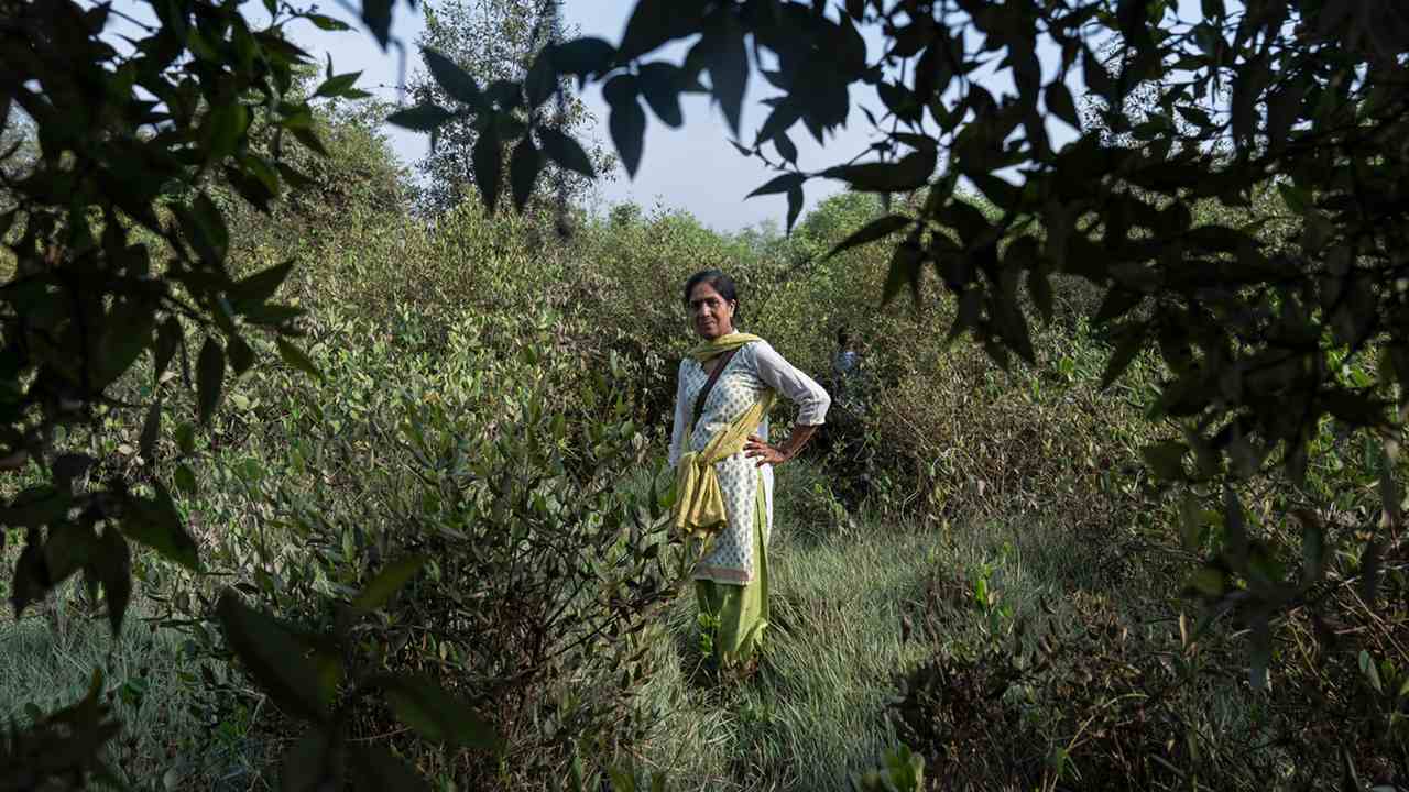 Seema Adgaonkar, until recently a Range Forest Officer with the Mumbai Mangrove Conservation Unit, surrounded by mangroves and associated species on a trail to a nursery set by the MMCU. Photo by Kartik Chandramouli/Mongabay.