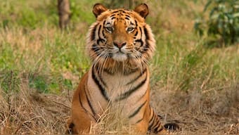 Historical conservation efforts show with the tiger population numbers in India