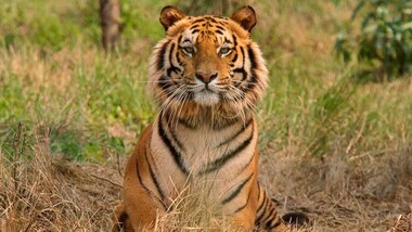 Historical conservation efforts show with the tiger population numbers in India