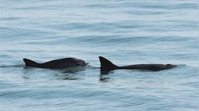 Wildlife Week 2019: Just 19 of the most endangered mammal, the vaquita porpoise, still swim in the wild