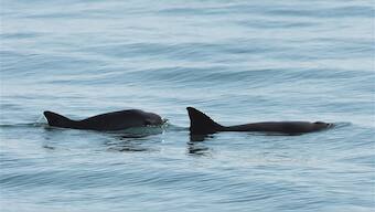 Wildlife Week 2019: Just 19 of the most endangered mammal, the vaquita porpoise, still swim in the wild