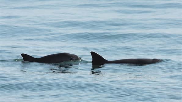 Wildlife Week 2019: Just 19 of the most endangered mammal, the vaquita porpoise, still swim in the wild