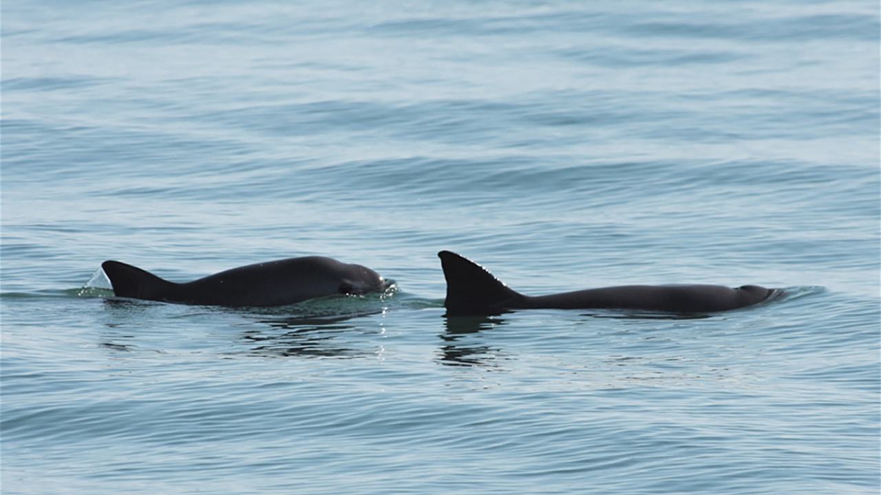 Wildlife Week 2019: Just 19 of the most endangered mammal, the vaquita porpoise, still swim in the wild Wildlife Week 2019: Just 19 of the most endangered mammal, the vaquita porpoise, still swim in the wild