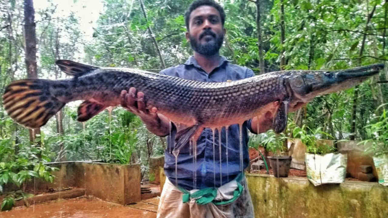 A man displays an alligator gar caught from a river in Kerala. The fish can measure up to three metres in length and could put the native fish species at risk. Image credit: Smrithy Raj.