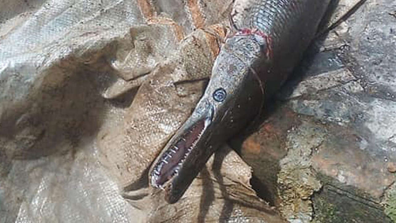 An alligator gar caught from a river in Kerala after the 2018 floods. Image credit: Smrithy Raj.