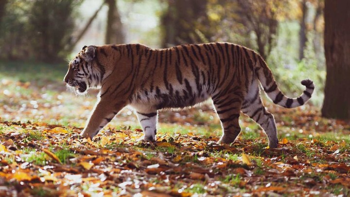 How does India’s tiger conservation policy impact the local people and the forest?