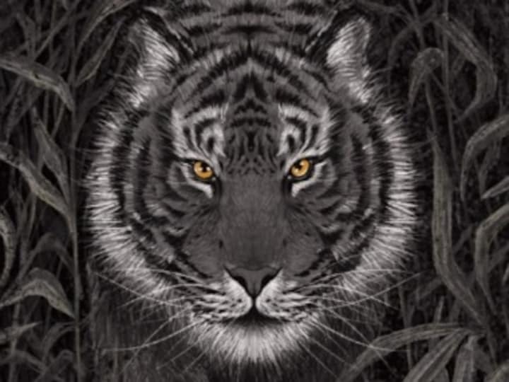Animalia Indica: Sumana Roy curates stories that uphold bygone animal-human bond, dazzle with illustrations